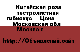 Китайская роза пестролистная (гибискус) › Цена ­ 450 - Московская обл., Москва г.  »    